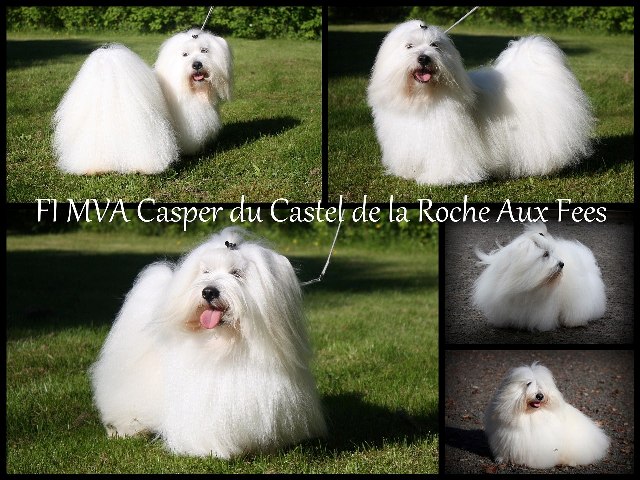 Casper du Castel de la Roche aux Fées